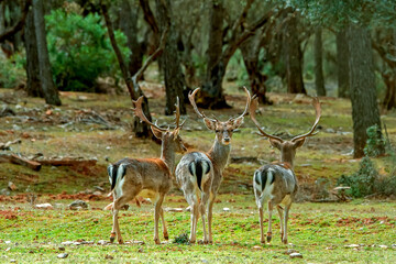 Gamo macho en el parque natural de Cazorla, Segura y Las Villas.