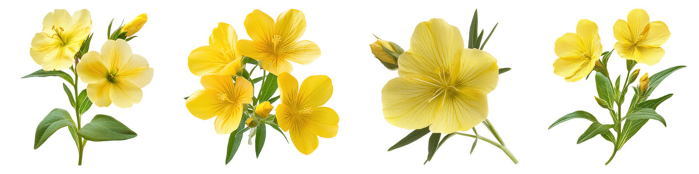 Evening primrose Isolated on transparent background, PNG, Set of