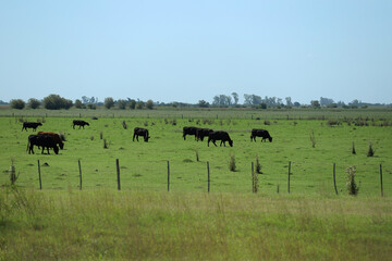 Cattle grazing in the Argentine countryside