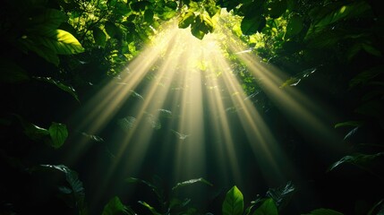 Sunlight Beams Through Lush Green Forest Canopy: A Serene Nature Escape