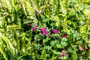 Antigonon leptopus pertenece a la familia Polygonaceae.