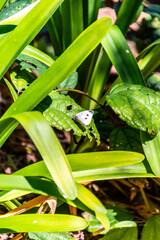 Pieris rapae pertenece a la familia Pieridae.