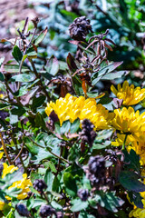 Chrysanthemum indicum pertenece a la familia Asteraceae.