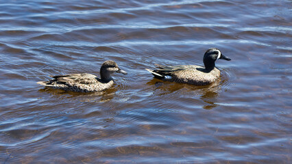 Two blue-winged teal ducks, male and female, are swimming together in rippled blue water.