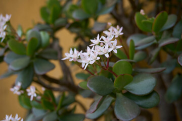 Crassula ovata in bloom