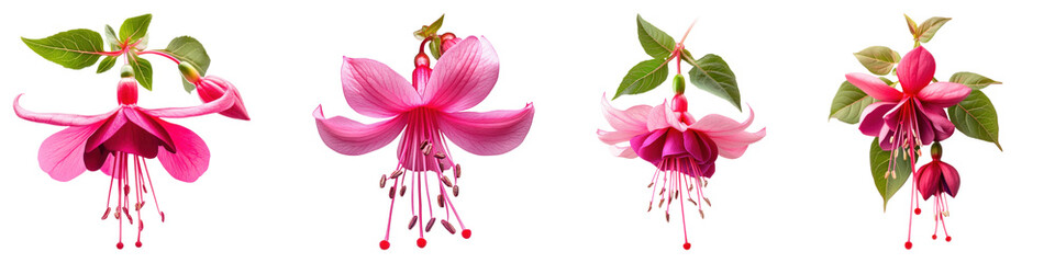 Fuchsia flower Isolated on transparent background, PNG, Set of