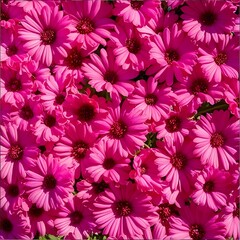 Bright Pink Daisy Flowers in Full Bloom