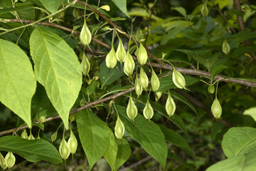 Carolina-Schneeglöckchenbaum,  Halesia carolina L