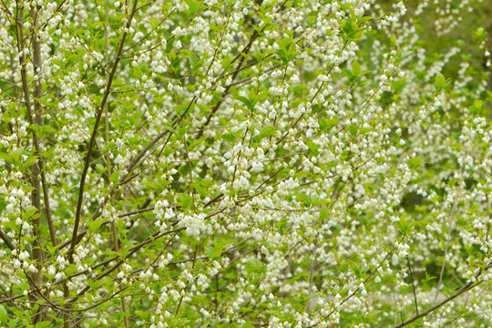 Carolina-Schneegl&ouml;ckchenbaum,  Halesia carolina L.