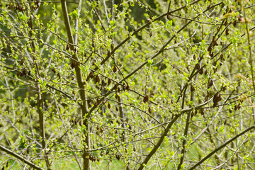Carolina-Schneeglöckchenbaum,  Halesia carolina L.