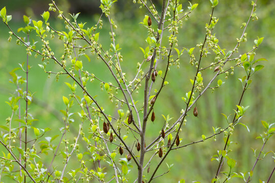 Carolina-Schneegl&ouml;ckchenbaum,  Halesia carolina L.