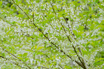 Carolina-Schneeglöckchenbaum,  Halesia carolina L.