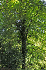 A view from the Botanical Park Garden in Batumi, Georgia