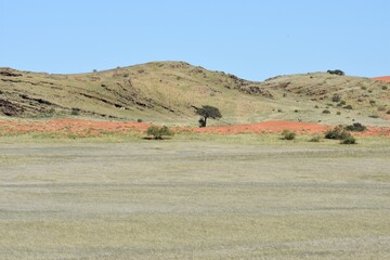Obraz premium Sanddünen in der Namib zwischen Sesriem und Swakopmund nach der Regenzeit