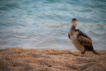 Young cormorant bird standing on the pebble beach on island Cres, Croatia, after hunting underwater...