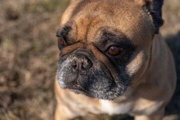 Obraz premium French Bulldog Face Close-Up with Expressive Eyes