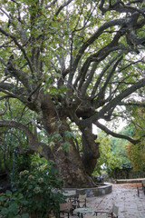 Famous platens 1000 years old - Pelion peninsula
