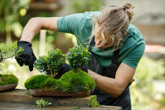 Young blonde man pruring bonsai at backyard garden