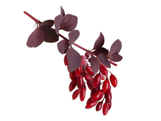 Red barberry berries on  branch with leaves isolated on white background