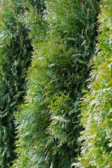 Thujas densely grown from a close distance
