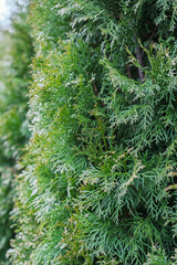 Thujas densely grown from a close distance
