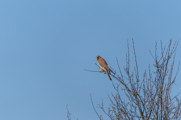A hawk is perched on a tree branch. The sky is clear and blue. The bird is brown and white