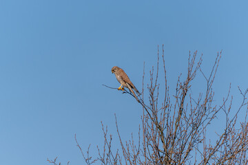 A hawk is perched on a tree branch. The sky is blue and clear. The bird is brown and white