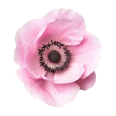 pink blooming flower isolated on transparent background Remove png, Clipping Path