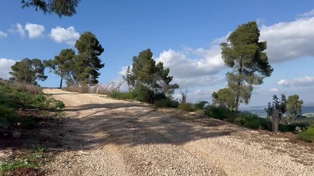 A gravel rural road on Mount Meron in Israel, with pine trees growing along the edges.