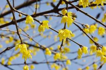 Chinesische Winterblüte, Chimonanthus praecox