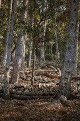 Beautiful, stone drywall fence built in the dense pine tree forest at the island of Cres, Croatia