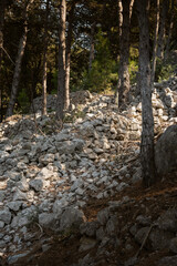 Beautiful, stone drywall fence built in the dense pine tree forest at the island of Cres, Croatia