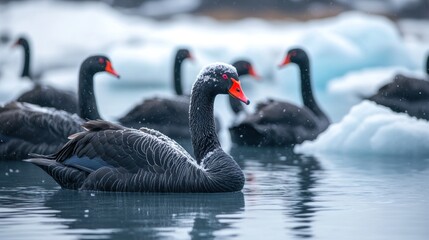 Obraz premium Black swans swim icy lagoon, glacier background. Wildlife photography for nature documentaries