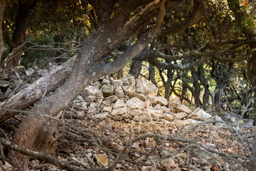 Beautiful, stone drywall fence built in the dense forest at the island of Cres, Croatia