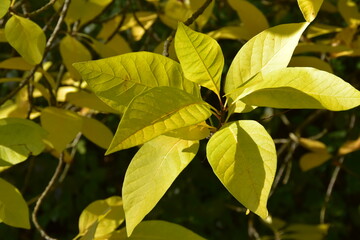 Virginischer Schneeflockenstrauch, Chionanthus virginicus,