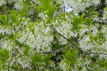Virginischer Schneeflockenstrauch, Chionanthus virginicus