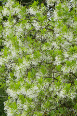 Virginischer Schneeflockenstrauch, Chionanthus virginicus