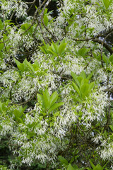 Virginischer Schneeflockenstrauch, Chionanthus virginicus