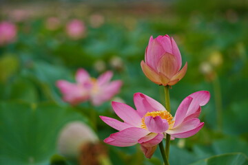 Fototapeta premium A huge pond with blooming lotuses. Summer. Blossom. Ecotourism. Zen.