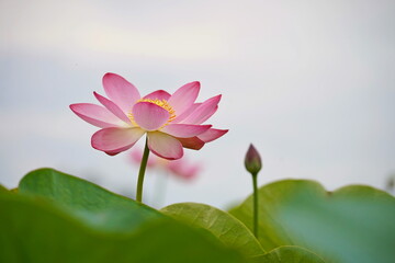 Naklejka premium A huge pond with blooming lotuses. Summer. Blossom. Ecotourism. Zen.