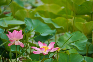 A huge pond with blooming lotuses. Summer. Blossom. Ecotourism. Zen.