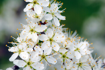 Schwarzdorn,  Schlehe,  Prunus spinosa