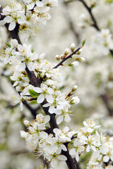 Schwarzdorn,  Schlehe,  Prunus spinosa