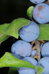 Schwarzdorn,  Schlehe,  Prunus spinosa