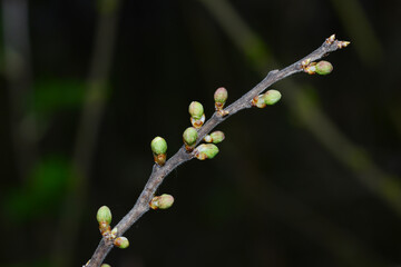 Schwarzdorn,  Schlehe,  Prunus spinosa