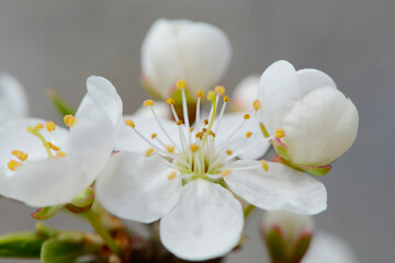Schwarzdorn,  Schlehe,  Prunus spinosa