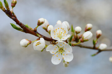 Schwarzdorn,  Schlehe,  Prunus spinosa