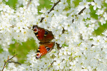 Schwarzdorn,  Schlehe,  Prunus spinosa