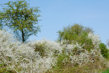 Schwarzdorn,  Schlehe,  Prunus spinosa