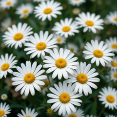 Fototapeta premium Spring Flowers, Colorful Flowers Blooms